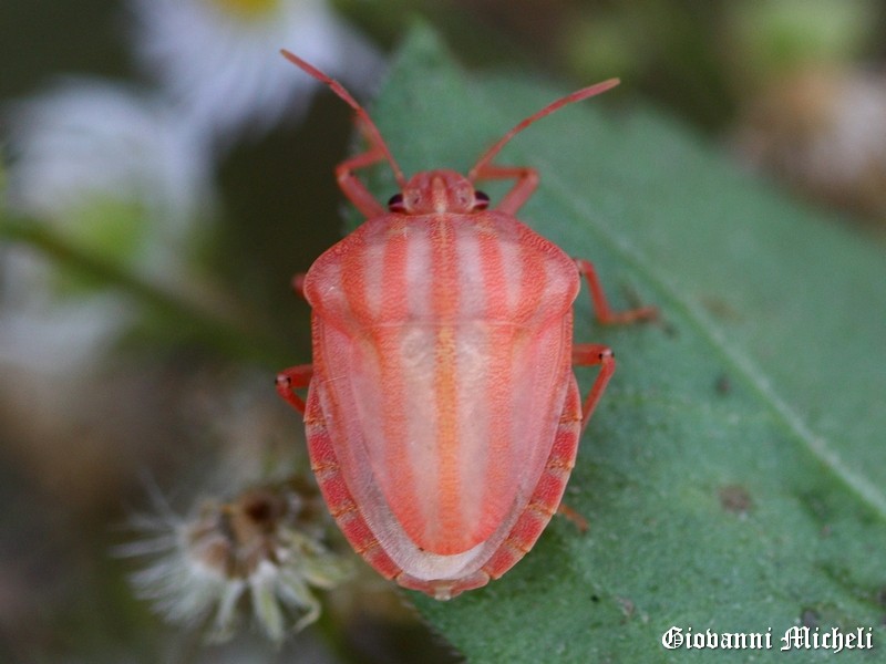 Pentatomidae:  Graphosoma lineatum italicum, fresco di muta